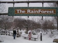 RainForest