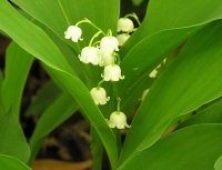 a lily of the valley